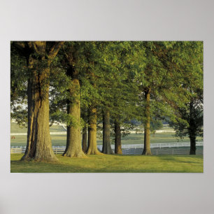 USA, Kentucky, Lexington. Row of trees and Poster