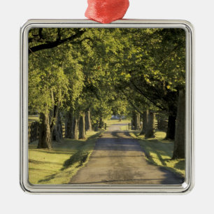 USA, Kentucky, Lexington. Tree-lined driveway, Metal Tree Decoration