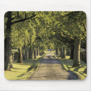 USA, Kentucky, Lexington. Tree-lined driveway, Mouse Pad