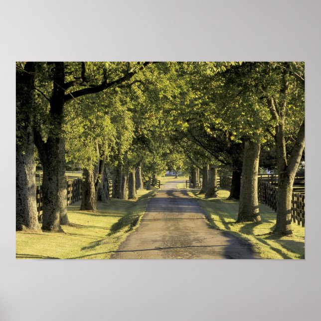 USA, Kentucky, Lexington. Tree-lined driveway, Poster (Front)