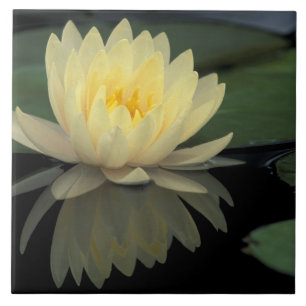 USA, Kentucky, Louisville Domestic water lily, Ceramic Tile