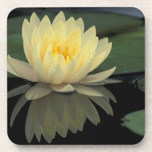USA, Kentucky, Louisville Domestic water lily, Coaster