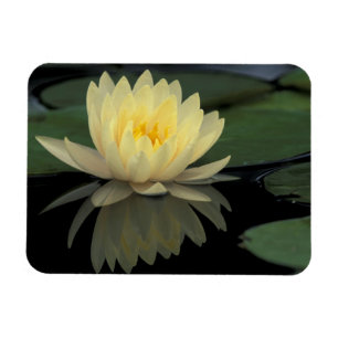 USA, Kentucky, Louisville Domestic water lily, Magnet