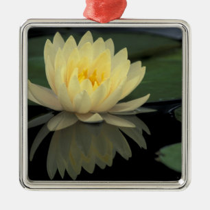 USA, Kentucky, Louisville Domestic water lily, Metal Tree Decoration