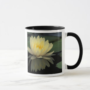 USA, Kentucky, Louisville Domestic water lily, Mug