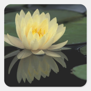 USA, Kentucky, Louisville Domestic water lily, Square Sticker