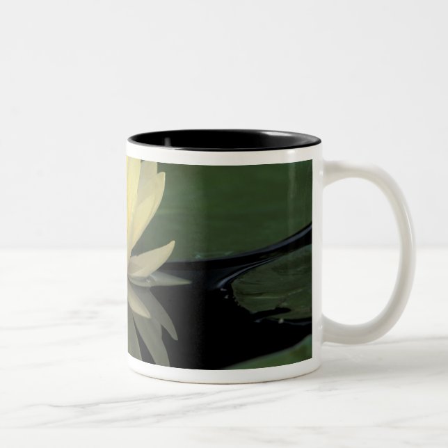 USA, Kentucky, Louisville Domestic water lily, Two-Tone Coffee Mug (Right)