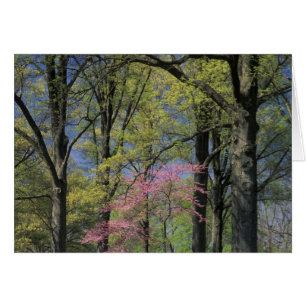 USA, Kentucky, Louisville. Eastern Redbud