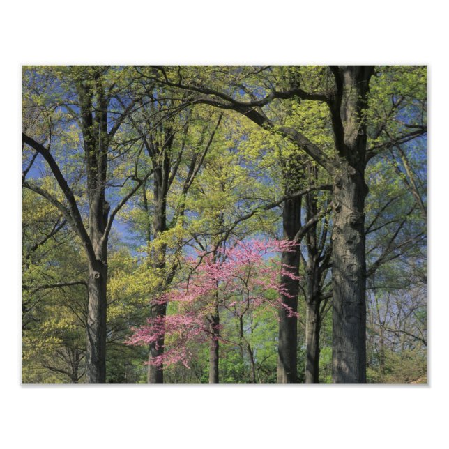 USA, Kentucky, Louisville. Eastern Redbud Photo Print (Front)