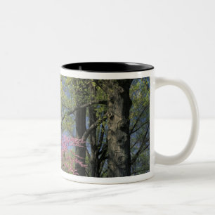 USA, Kentucky, Louisville. Eastern Redbud Two-Tone Coffee Mug