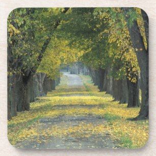 USA, Kentucky, Louisville. Tree-lined road in Coaster