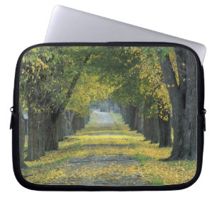 USA, Kentucky, Louisville. Tree-lined road in Laptop Sleeve