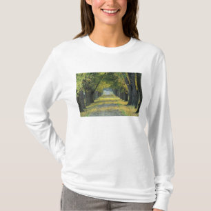 USA, Kentucky, Louisville. Tree-lined road in T-Shirt