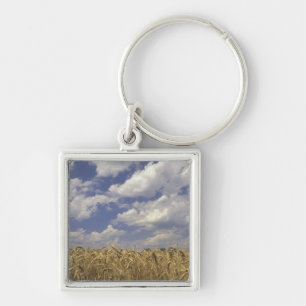 USA, Kentucky, Louisville. Wheat crop and Key Ring