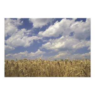 USA, Kentucky, Louisville. Wheat crop and Photo Print