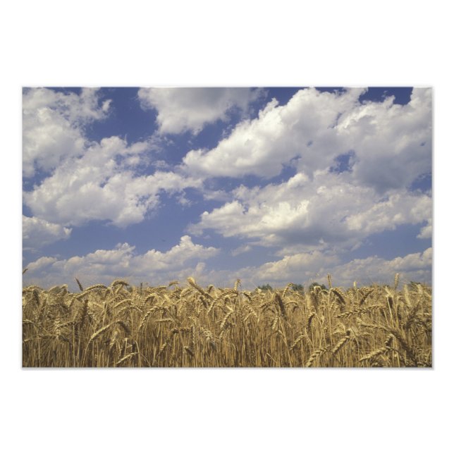 USA, Kentucky, Louisville. Wheat crop and Photo Print (Front)