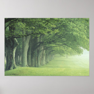 USA, Kentucky. Row of trees in spring Poster
