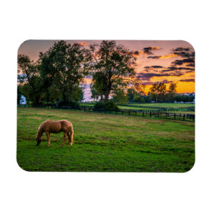USA, Lexington, Kentucky. Lone horse at sunset Magnet