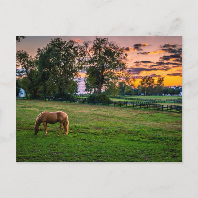 USA, Lexington, Kentucky. Lone horse at sunset Postcard (Front)