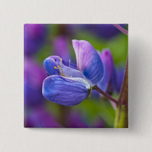 USA, Maine, Acadia National Park. Close-up of 15 Cm Square Badge