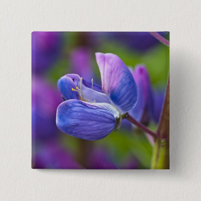 USA, Maine, Acadia National Park. Close-up of 15 Cm Square Badge (Front)