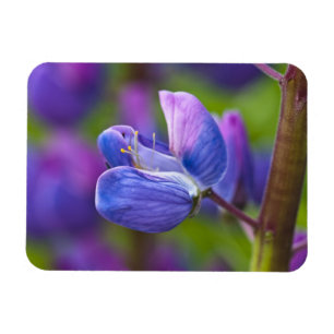 USA, Maine, Acadia National Park. Close-up of Magnet