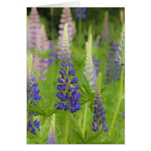 USA, Maine, Acadia National Park. Field of