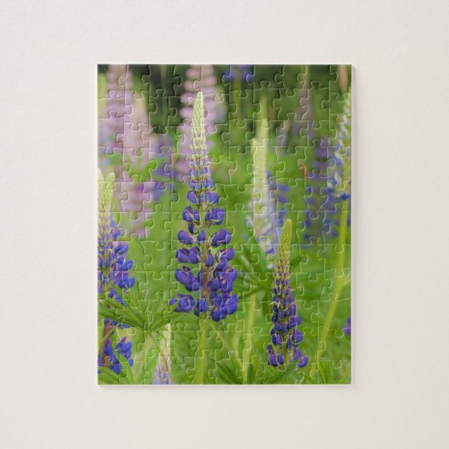 USA, Maine, Acadia National Park. Field of Jigsaw Puzzle (Vertical)