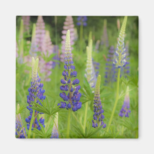 USA, Maine, Acadia National Park. Field of Magnet