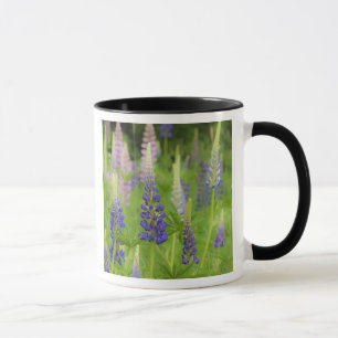 USA, Maine, Acadia National Park. Field of Mug