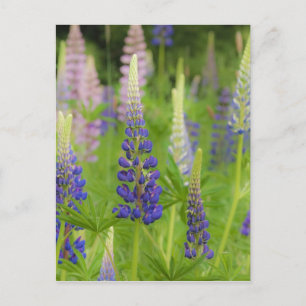 USA, Maine, Acadia National Park. Field of Postcard