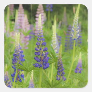 USA, Maine, Acadia National Park. Field of Square Sticker