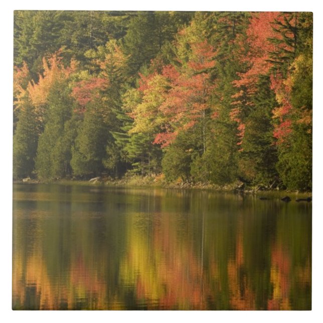 USA; Maine; Acadia NP. Fall reflections at Ceramic Tile (Front)