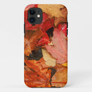 USA, Maine. Autumn maple leaves iPhone 11 Case