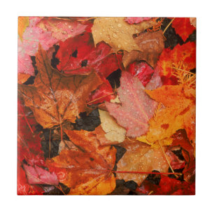 USA, Maine. Autumn maple leaves Ceramic Tile