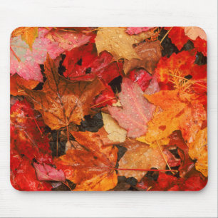USA, Maine. Autumn maple leaves Mouse Pad