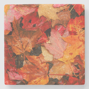 USA, Maine. Autumn maple leaves Stone Coaster