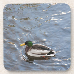 USA, Maine, Camden, Mallard Duck on lake Coaster