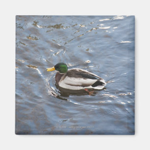 USA, Maine, Camden, Mallard Duck on lake Magnet