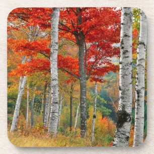 USA, Maine, Wyman Lake. Forest Of Birch Coaster