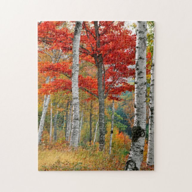 USA, Maine, Wyman Lake. Forest Of Birch Jigsaw Puzzle (Vertical)