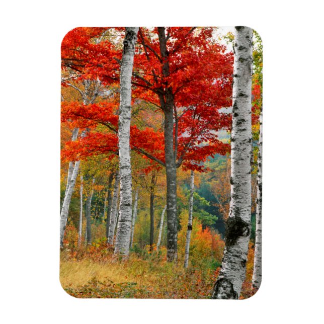 USA, Maine, Wyman Lake. Forest Of Birch Magnet (Vertical)
