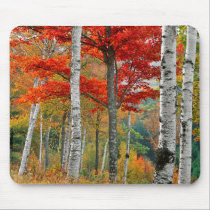 USA, Maine, Wyman Lake. Forest Of Birch Mouse Pad