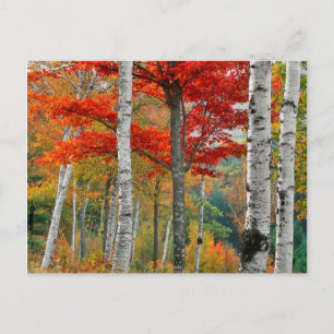 USA, Maine, Wyman Lake. Forest Of Birch Postcard