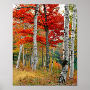 USA, Maine, Wyman Lake. Forest Of Birch Poster