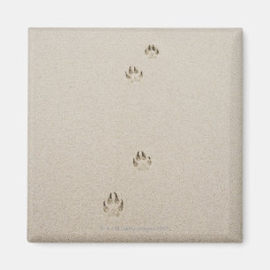 USA, Massachusetts, dog's track on sand Magnet