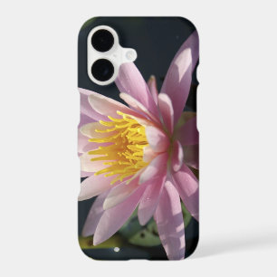 USA, Massachusetts, Great Barrington, lily pad