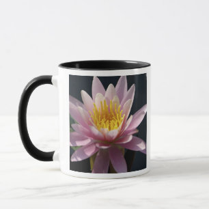 USA, Massachusetts, Great Barrington, lily pad Mug