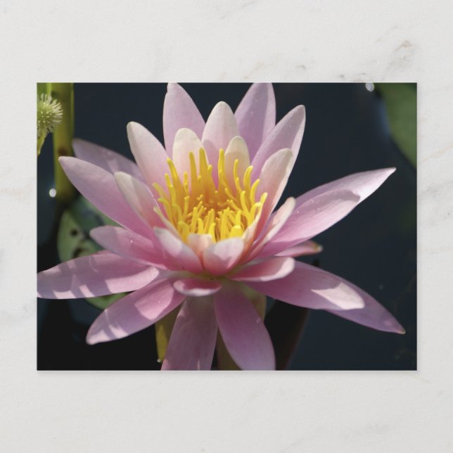 USA, Massachusetts, Great Barrington, lily pad Postcard (Front)