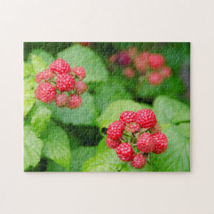 USA, Massachusetts, Nantucket. Ripe Raspberries Jigsaw Puzzle